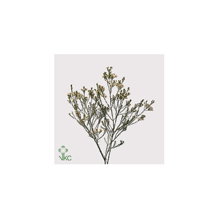 Chamelaucium crystal pearl