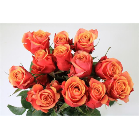 Rosa ec cherry brandy