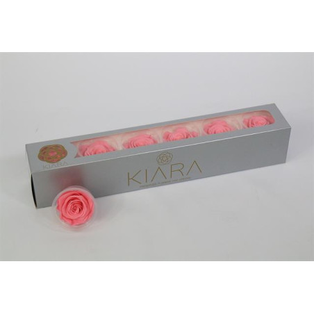 Preserved rosa baby pink