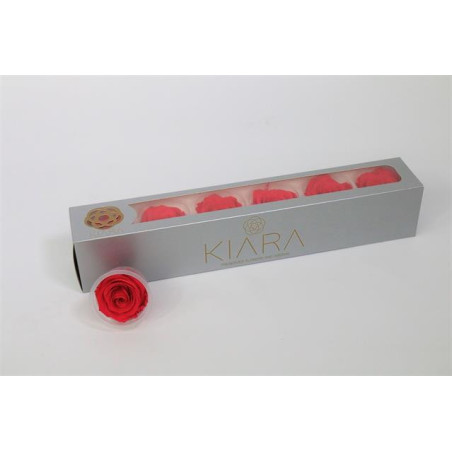 Preserved rosa hot pink