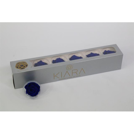 Preserved rosa ocean blue