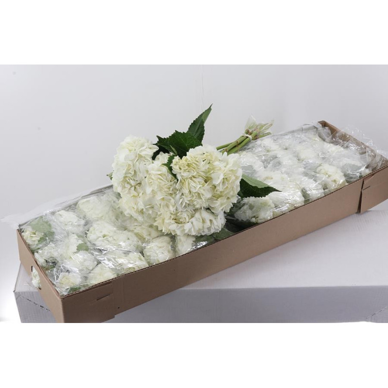 Hydrangea white