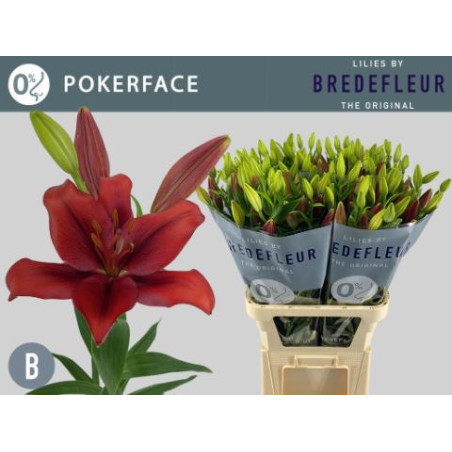 Lilium la pokerface