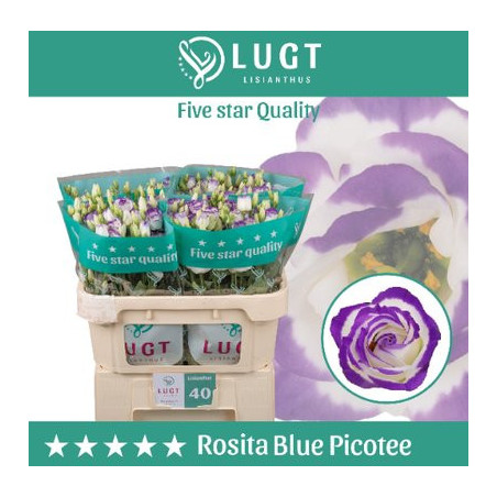Lisianthus do rosita blue picotee