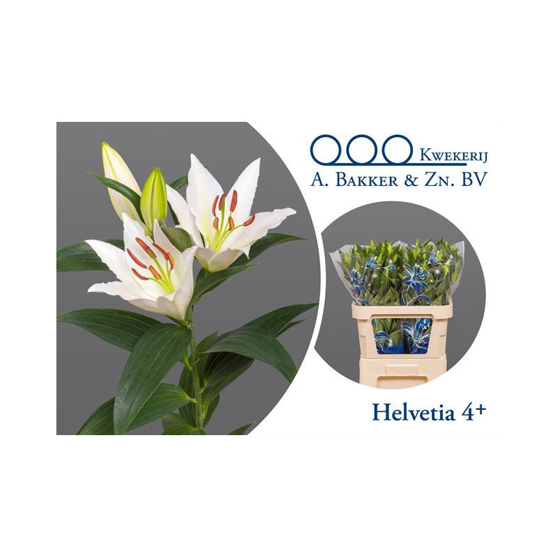 Lilium or helvetia