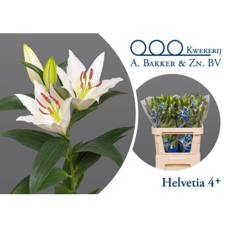 Lilium or helvetia