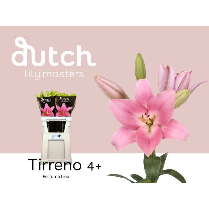 Lilium la tirreno