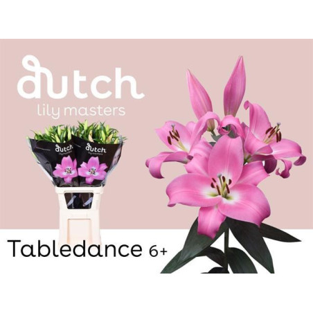 Lilium or tabledance