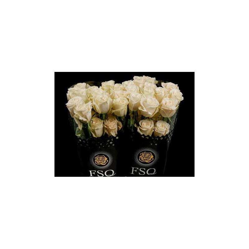 Rosa ec playa blanca