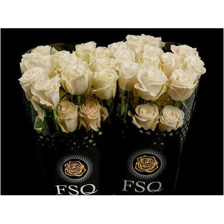 Rosa ec playa blanca