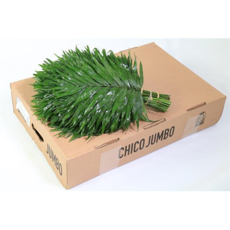 Leaf chico jumbo