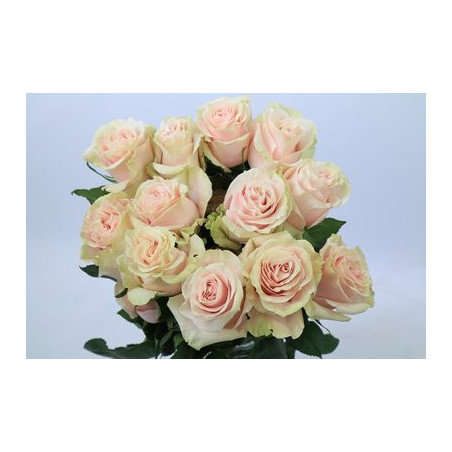 Rosa ec pink mondial