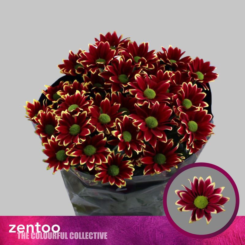 Chrys sp haydar yellow