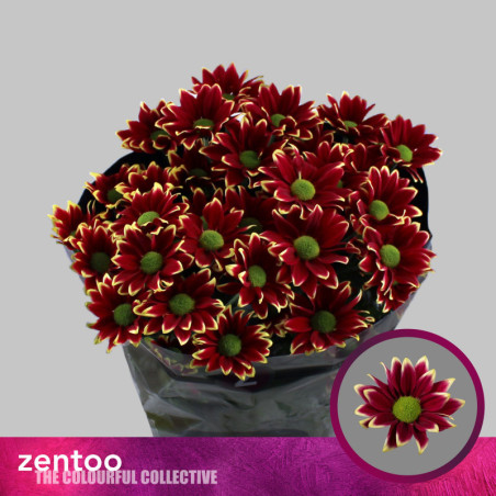 Chrys sp haydar yellow