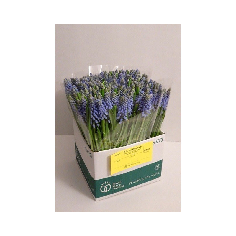 Muscari blue