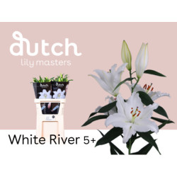 Lilium or white river