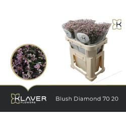 Limonium blush diamond