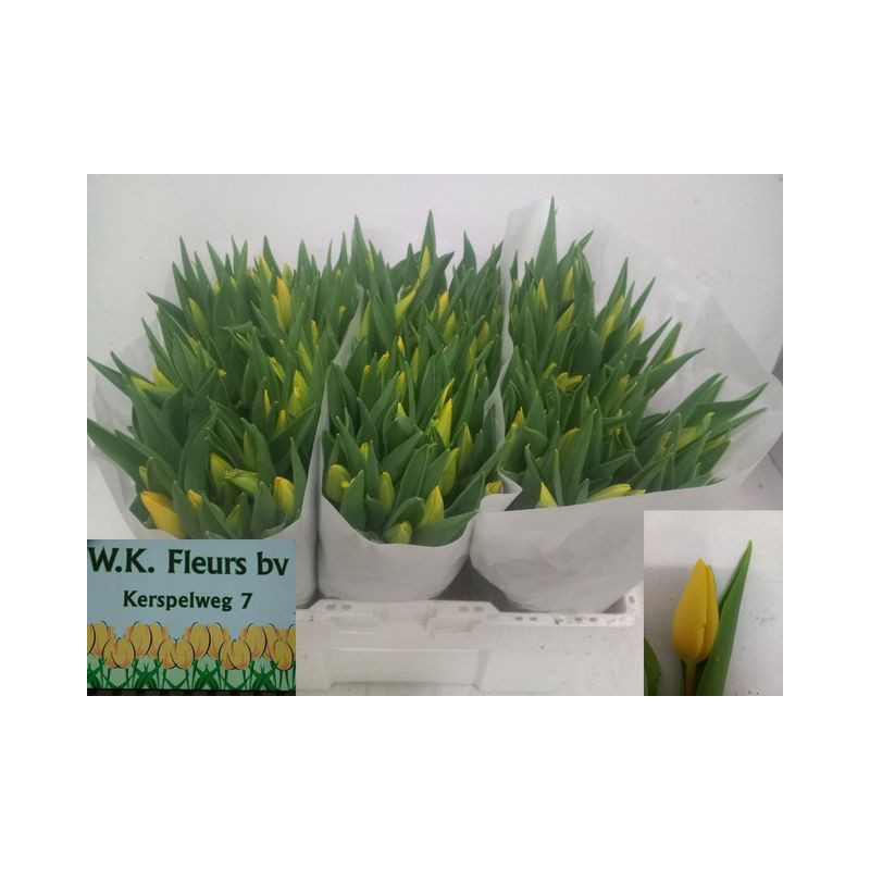 Tulipa si strong gold