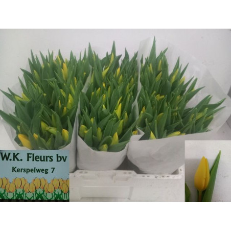 Tulipa si strong gold