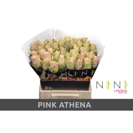 Rosa la pink athena