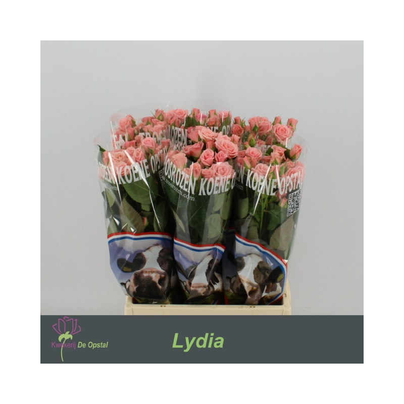 Rosa sp lydia