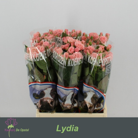 Rosa sp lydia