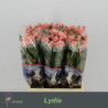 Rosa sp lydia