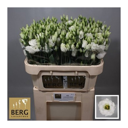 Lisianthus do rosita white