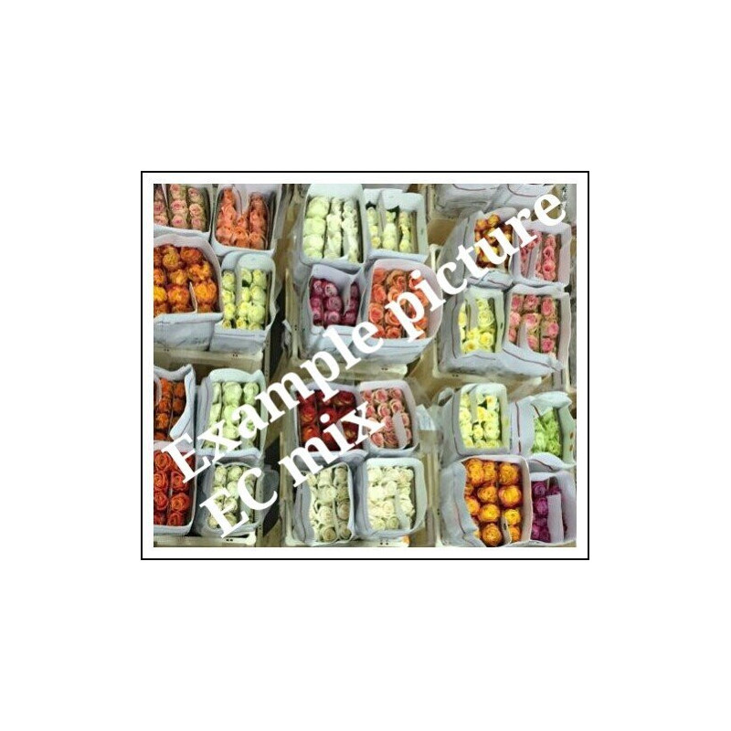 Rosa ec mix in box