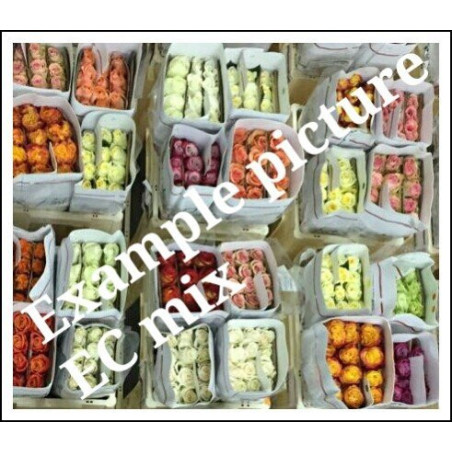 Rosa ec mix in box