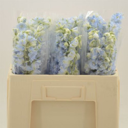 Delphinium el dewi boy