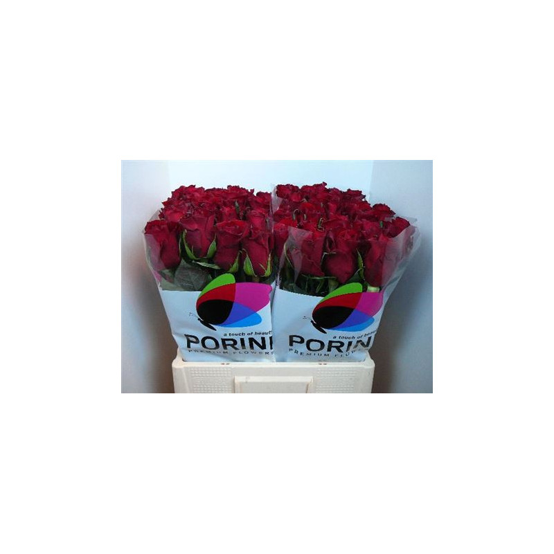 Rosa la ever red