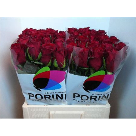 Rosa la ever red