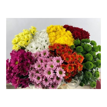 Chrys sp mix 8 colors