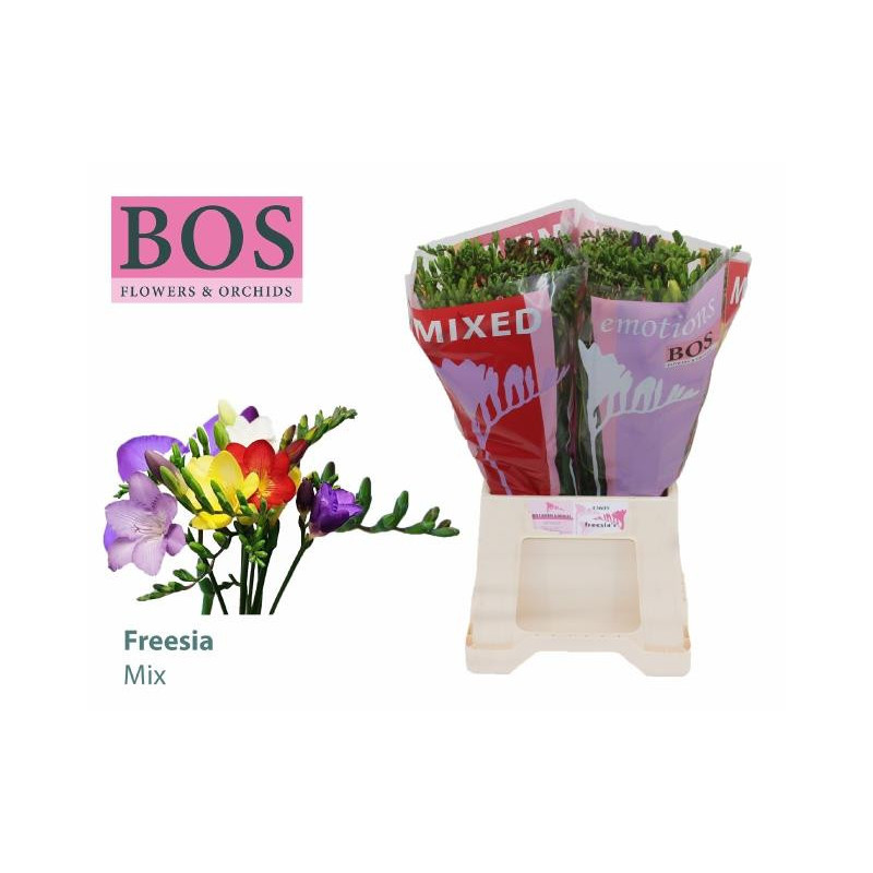 Freesia si mix in bunch Bos