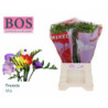 Freesia si mix in bunch Bos