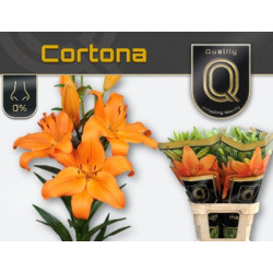Lilium la cortona