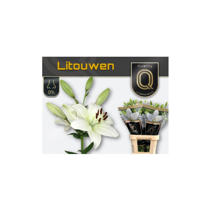 Lilium la litouwen