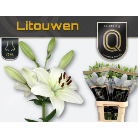 Lilium la litouwen