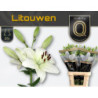 Lilium la litouwen