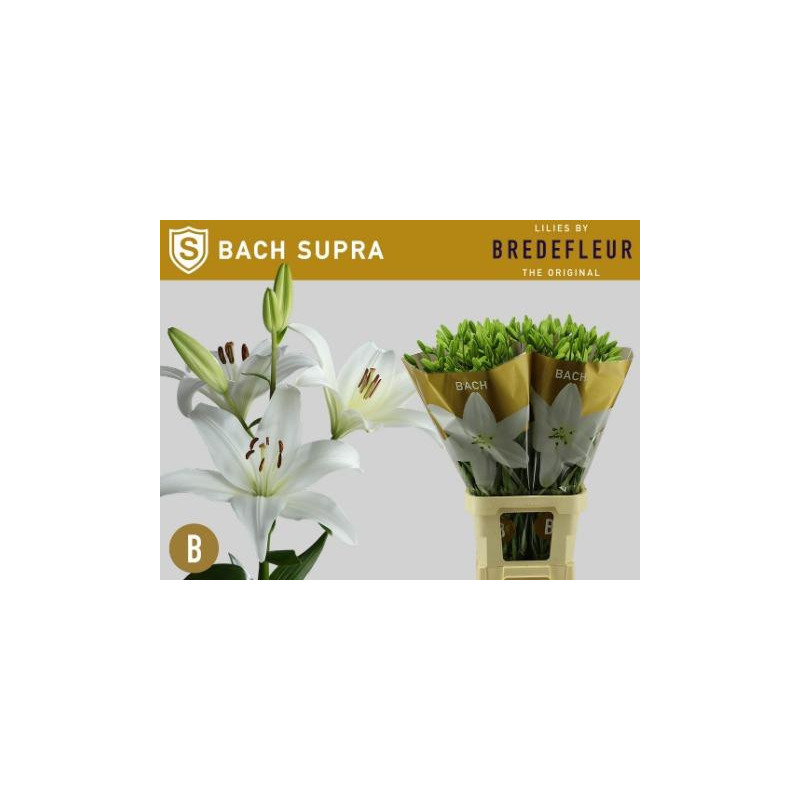 Lilium la bach supra