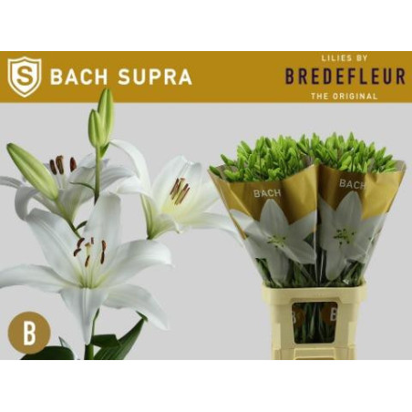 Lilium la bach supra