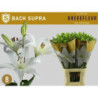 Lilium la bach supra