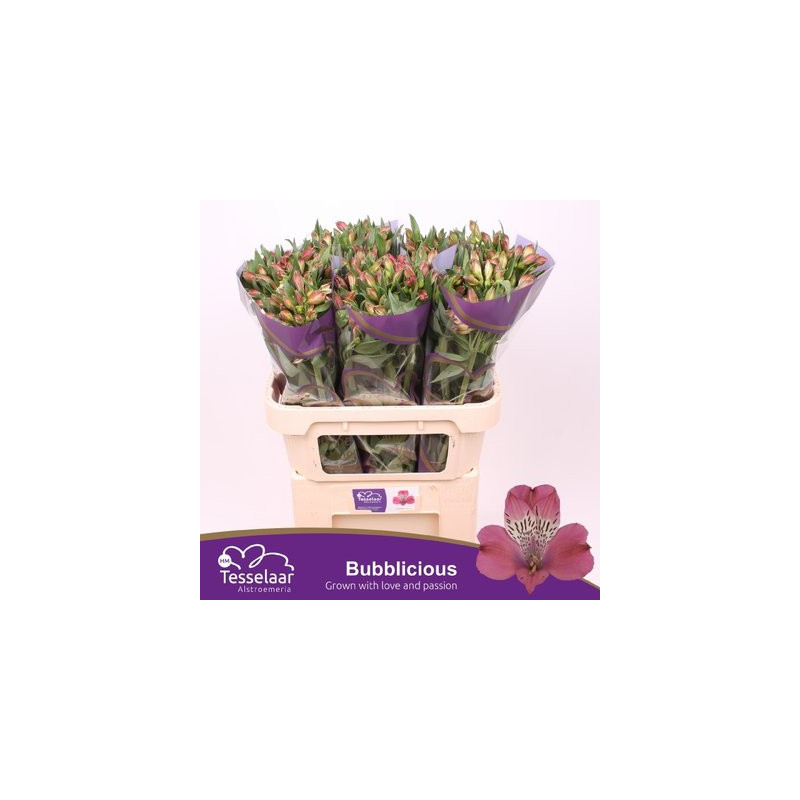 Alstroemeria bubblicious