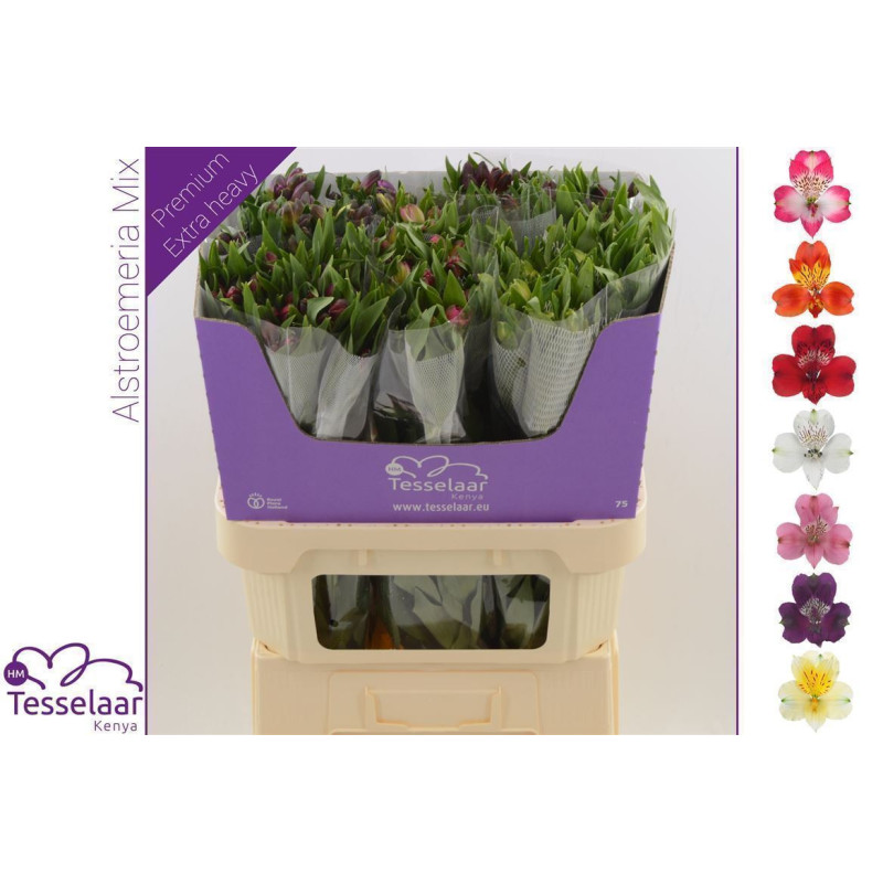 Alstroemeria mix in bucket