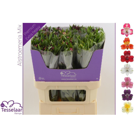 Alstroemeria mix in bucket