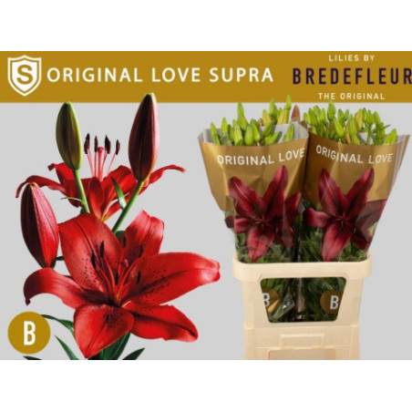 Lilium la original love supra