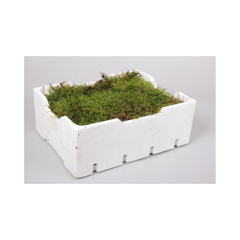 Moss flat (Plagiothecium)