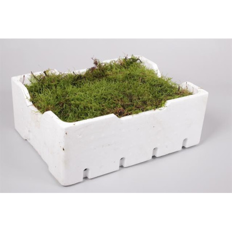Moss flat (Plagiothecium)