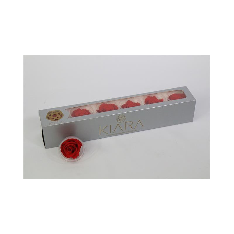 Preserved rosa vibrant red